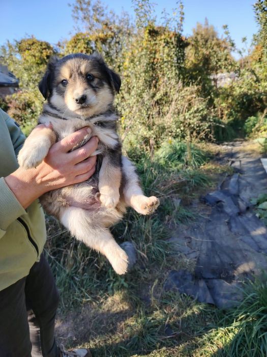 Отдам щенка  небольшого в добрые руки