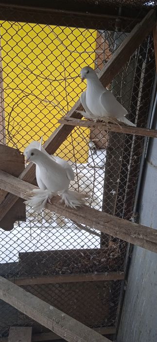Продам голубей домашних