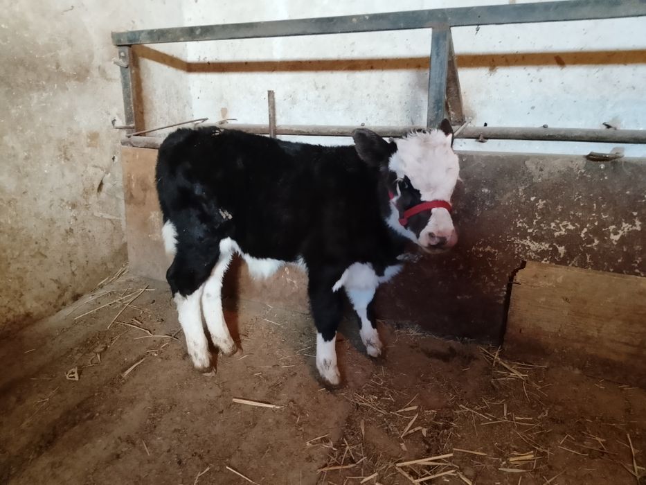 Бузаулы сиыр сатылады