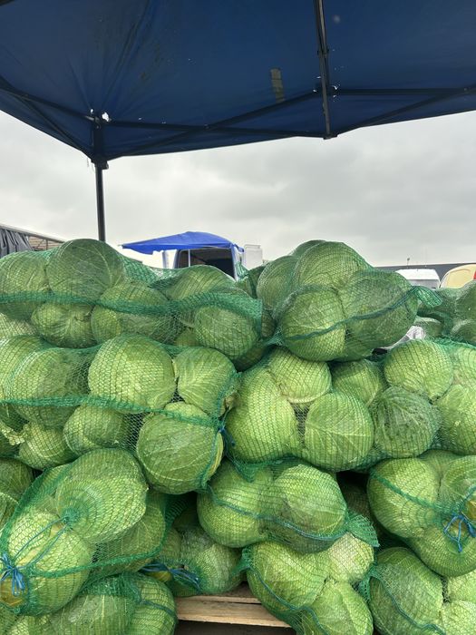 Varză verde de salata