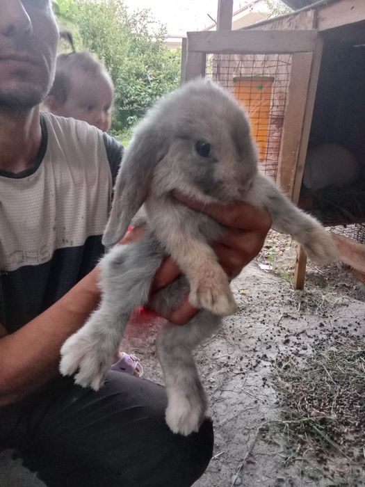 карлик баранлар сотилади