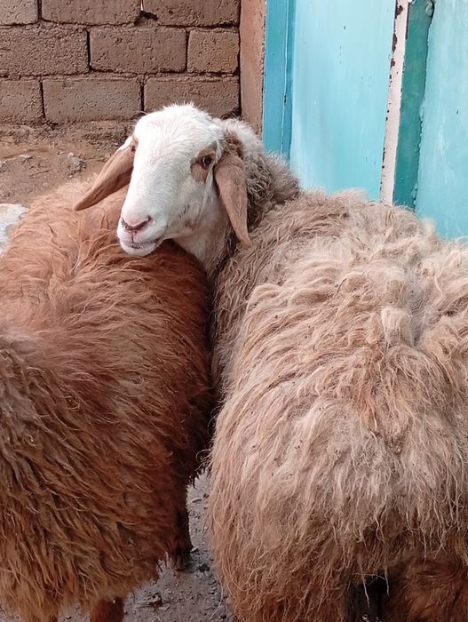 Срочно сатылады кой кошкар