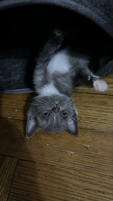 Котенок ищет семью.