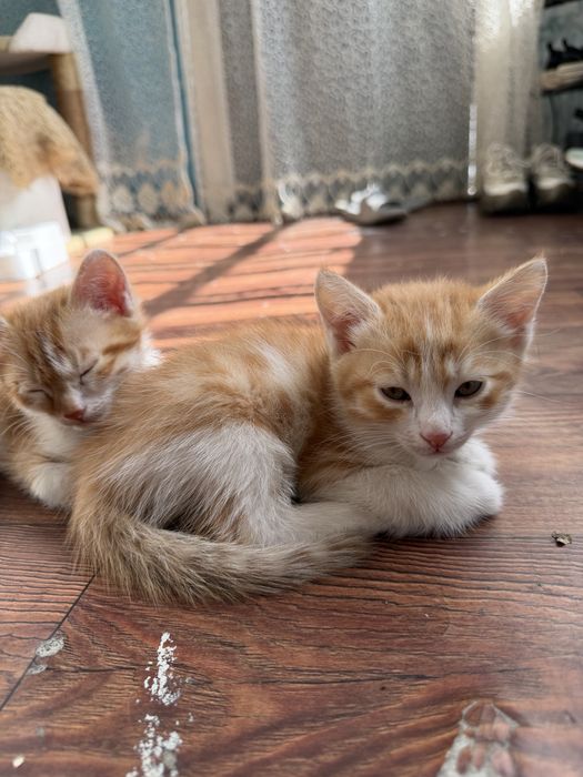 Вислоухие котятя