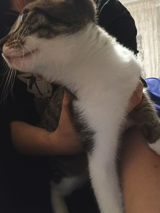 Котейка в добрые руки