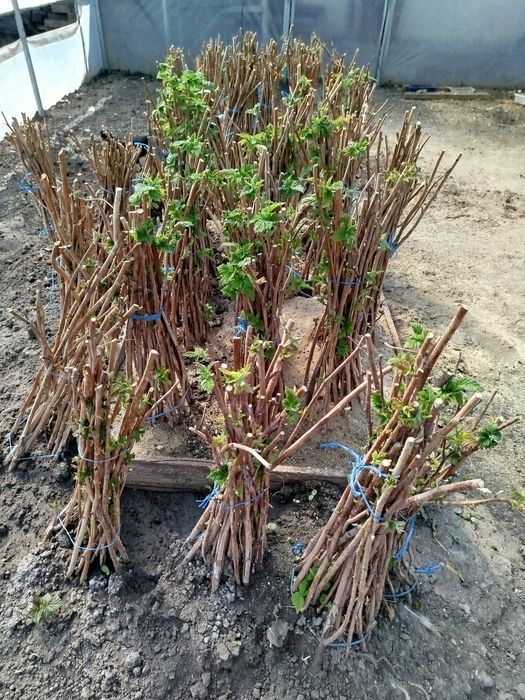 Butași de zmeură soiul Polka