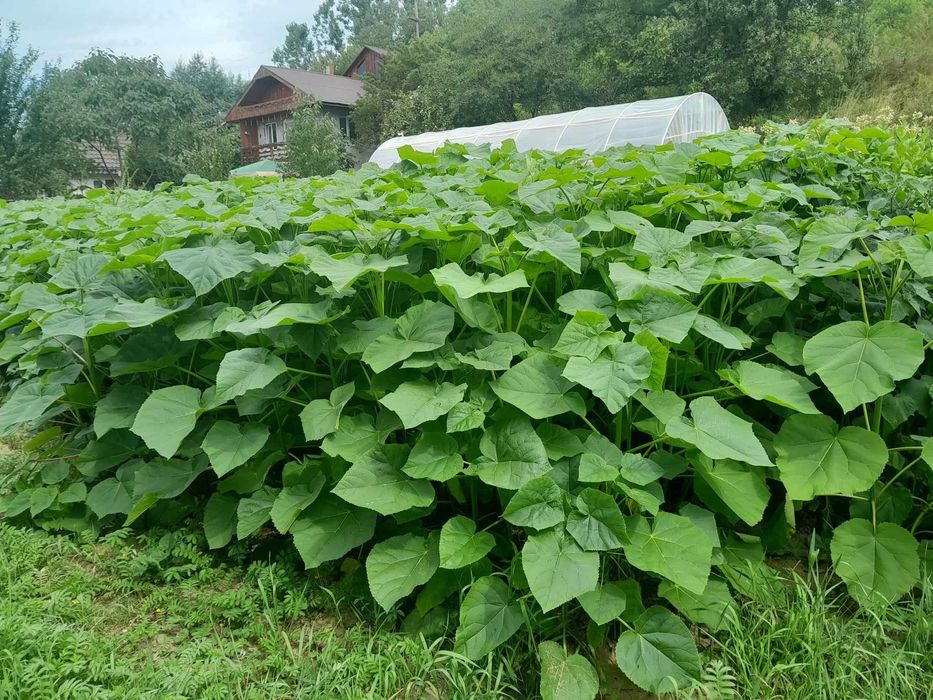 Paulownia tomentosa- butasi lemnificati, rezistenta la ger