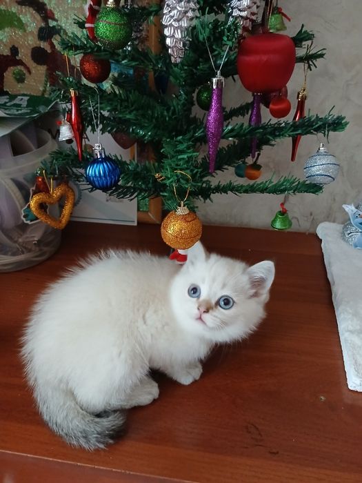 Продаю котенка мальчик