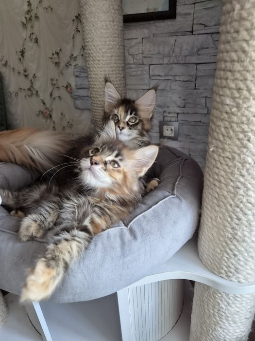 Мейнкун котята чистопородистые