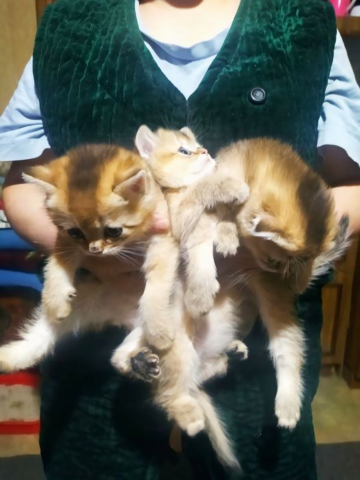 Золотая шиншилла