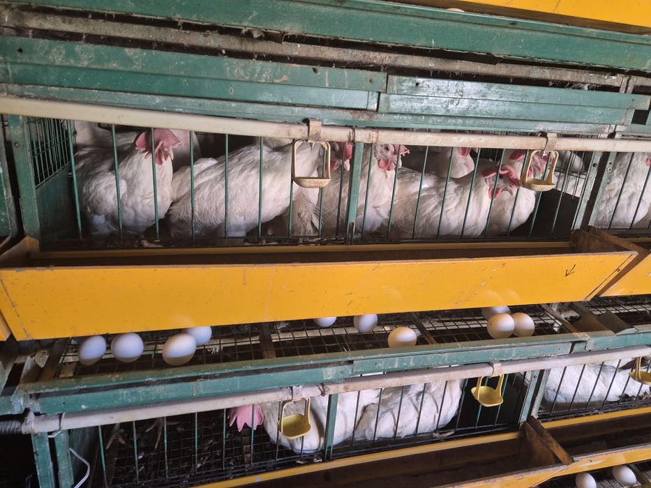 Продам курынесушки