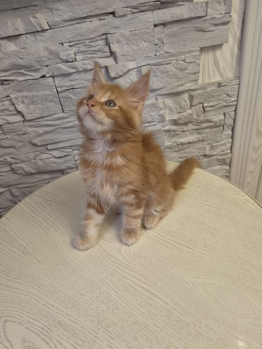 Котёнок  породы мейнкун