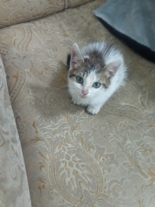 Котёночек - девочка, 1-1,5 мес. в надёжные руки
