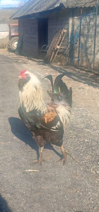 Oua   ameraucana pentru incubat și pui de 3 săptămâni Ameraucana în Bi