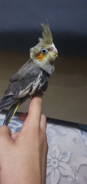 Продам ручное корелла .