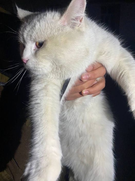 Mushuk sotiladi srochna