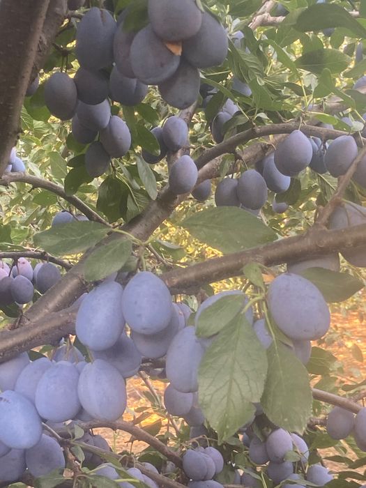 Vand prune pentru tuica