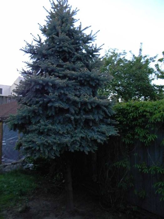 Brad Argintiu 5 metri pentru Craciun sau replantare