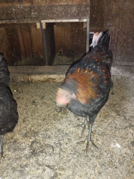 Продаётся молодие петухи