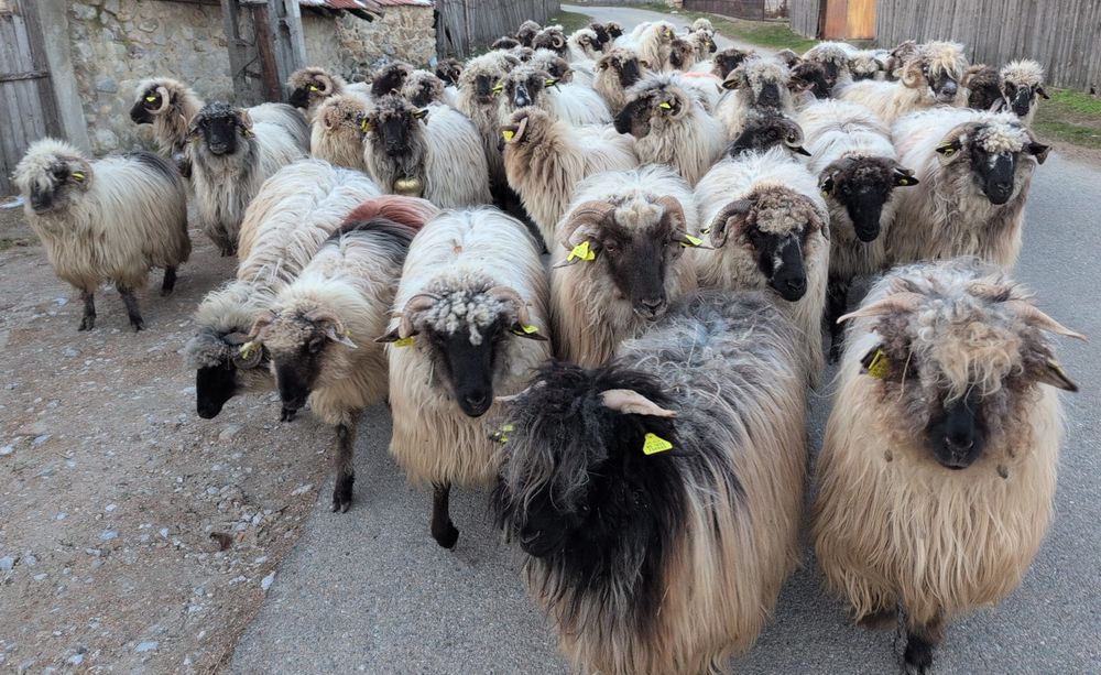 Oi bucălai de vânzare