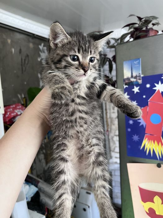 отдам котят в добрые руки, 1 мальчик и 2 девочки