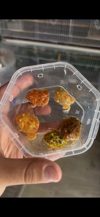 лягушки рогатки разных окрасов