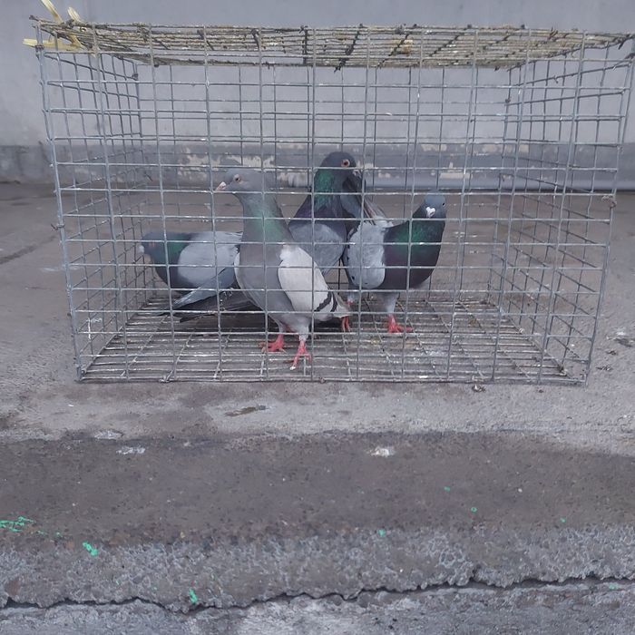 Сизи бакинцы лет с игрой разные