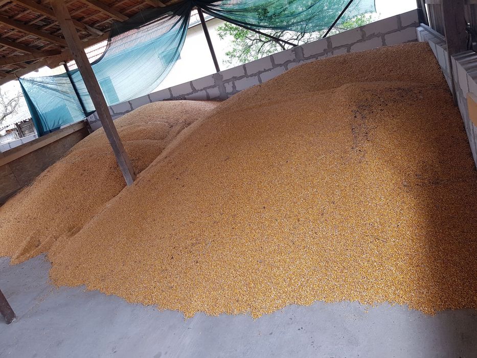 Vand porumb si grau asigur transport