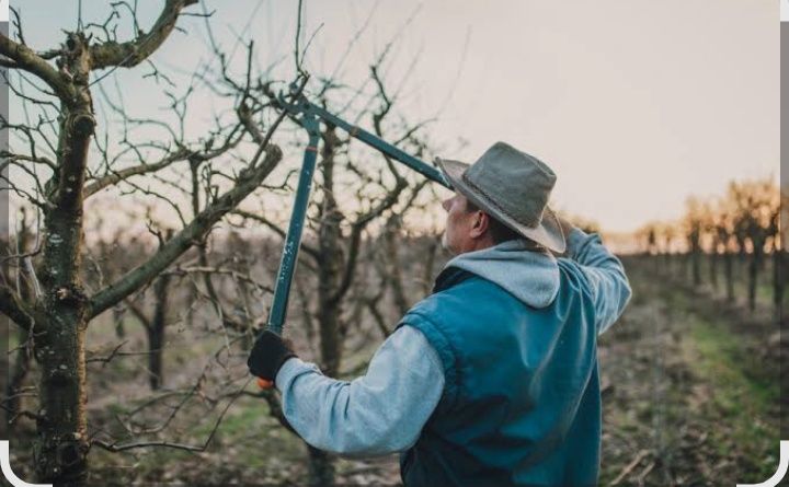 Санитарная Обрезка Плодовых Деревьев