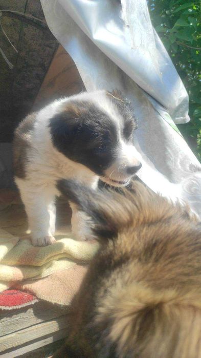 Преданная красавица ищет дом