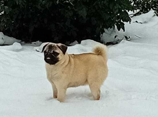 Vand femela pug mops junior