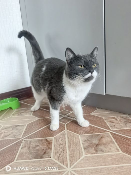 Отдам даром котенка