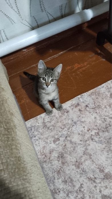 Пристраиваются котята девочки