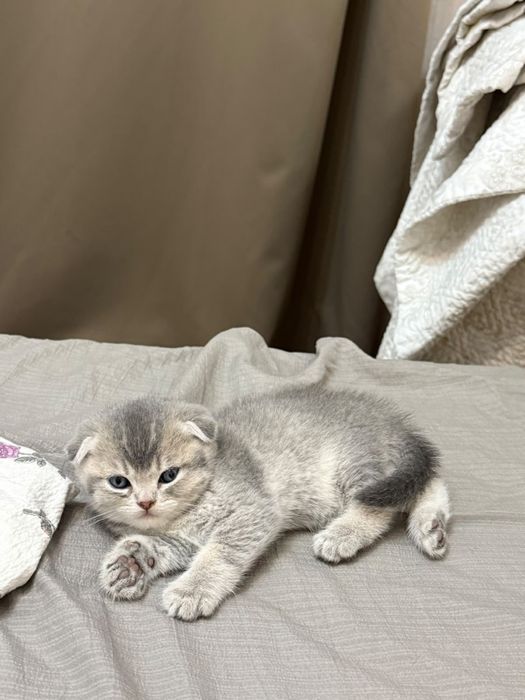 Продам котят шотландский
