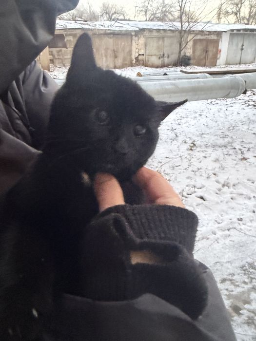 Кошечка в добрые руки