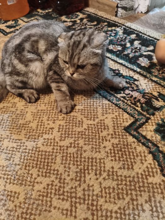 Найдена кошка веслоухая