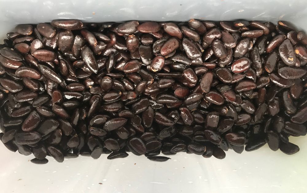 Индиански банан, Асимина трилоба, Asimina triloba,семена и растения