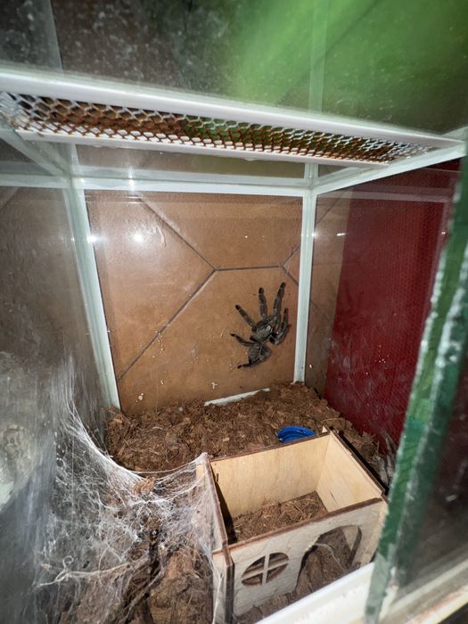 Продам паука-птицеед