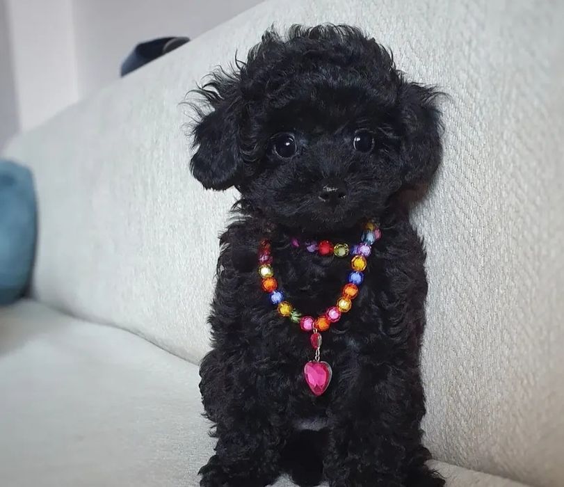 Китайская девочка мини Чернушка