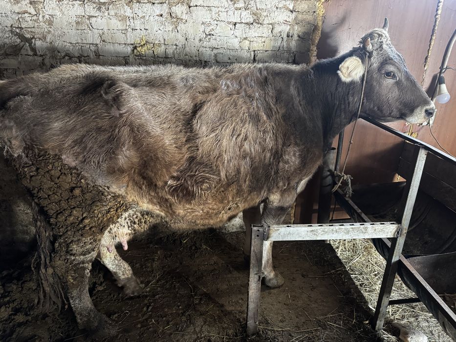 Продам трех коров срочно