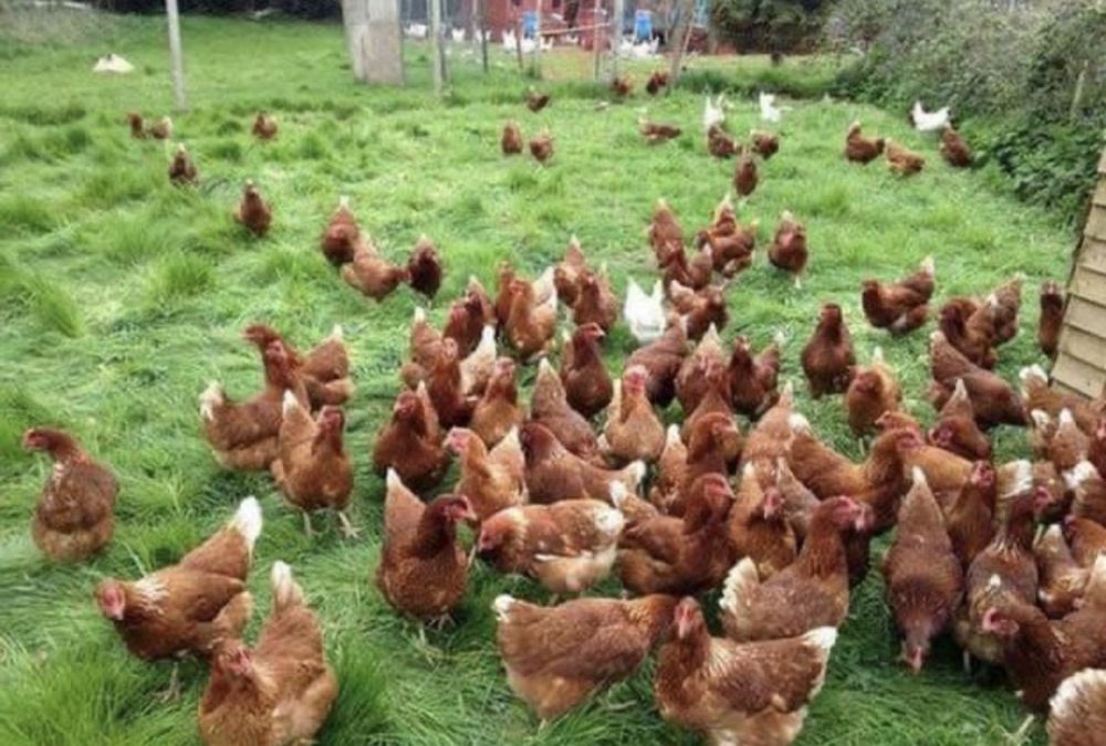 Продам курей ломан браун