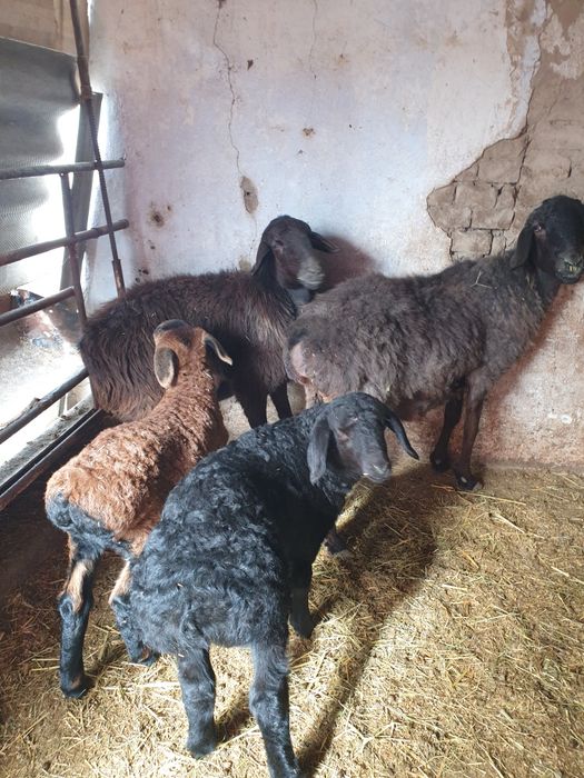 2та она бола койлар козилари еркак