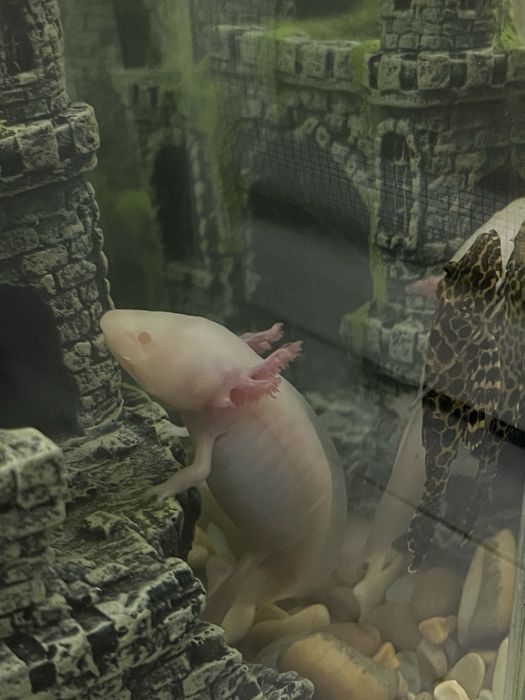 Аксолотль альбинос