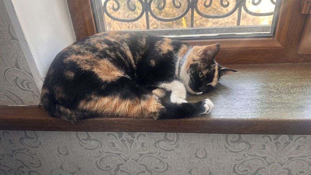 Кошка трех цветная