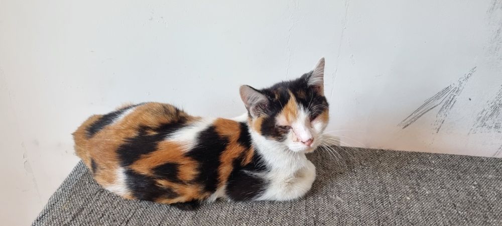 Отдам в хорошие руки!