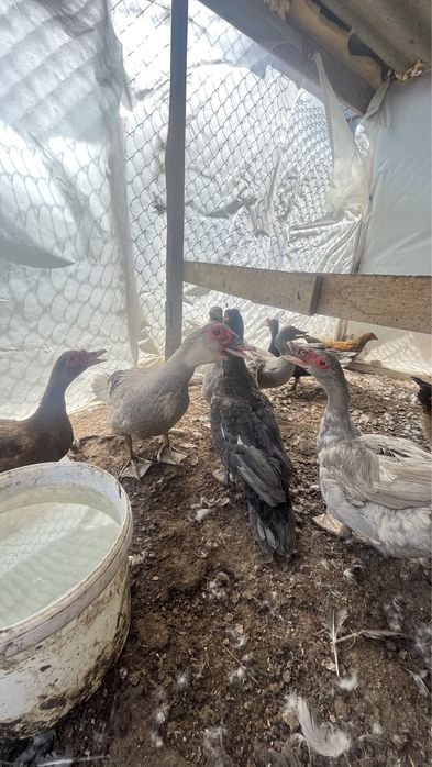 Индаутка Сатылады