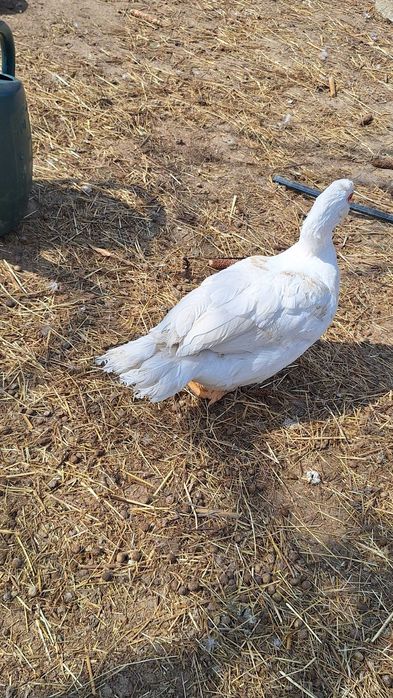 Rațe mute de vânzare