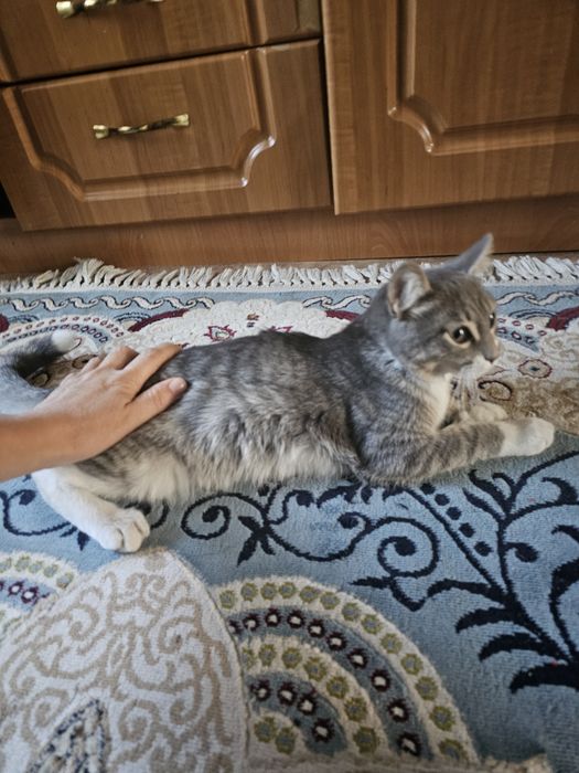Котёнок очень красивый