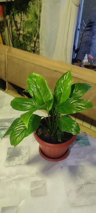 Продам Спатифиллум