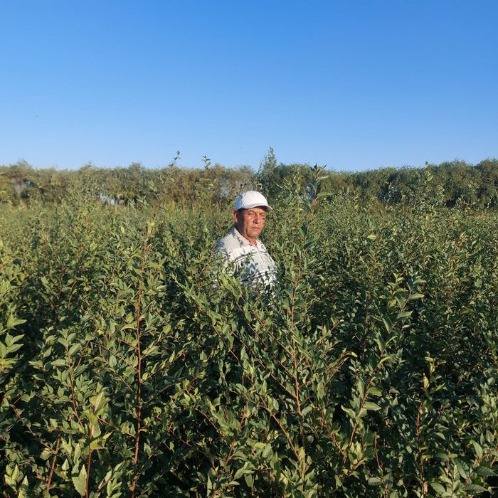 Yashil makon loyihasi uchun turli xil manzarali koʻchatlar sotiladi